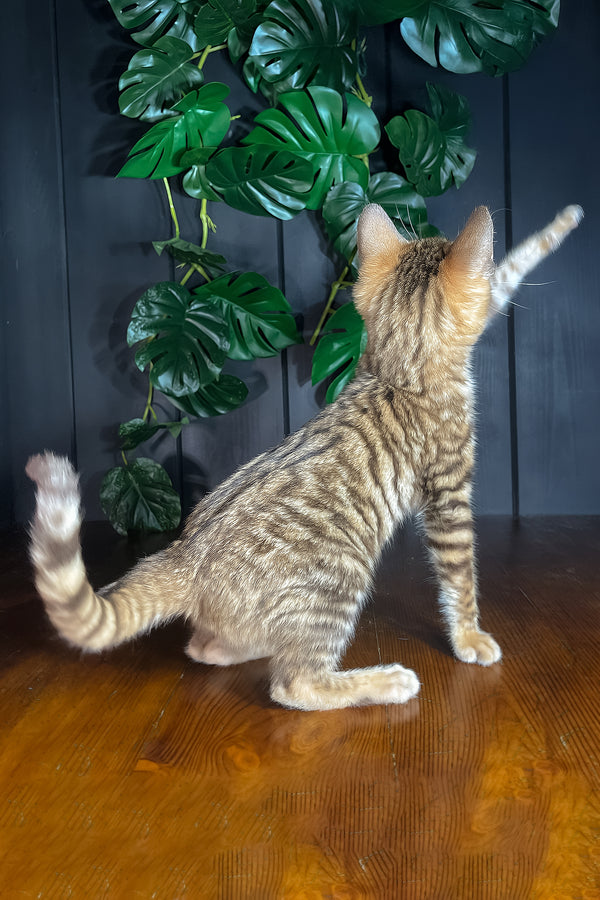 Nero | Toyger Kitten