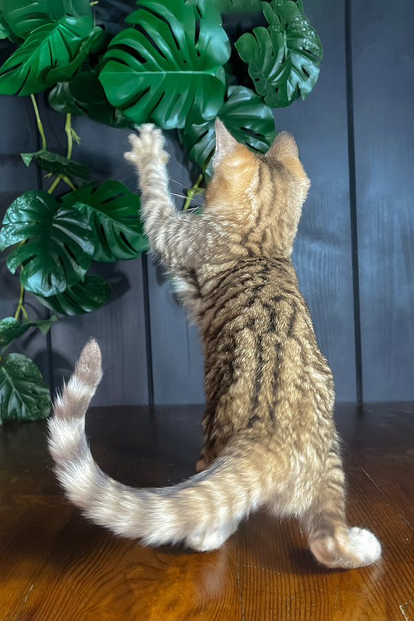 Nero | Toyger Kitten