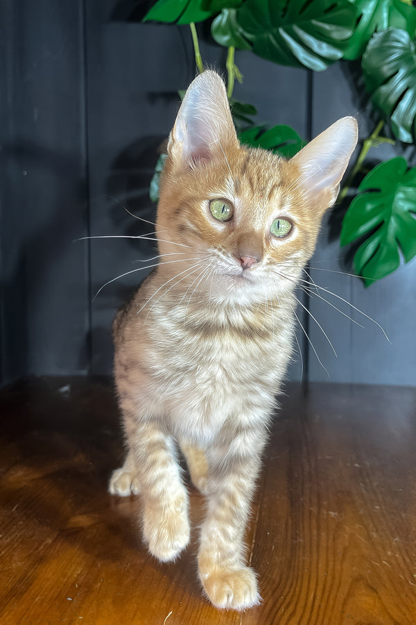 Nero | Toyger Kitten