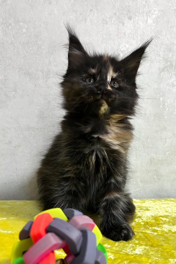 Nessy | Maine Coon Kitten