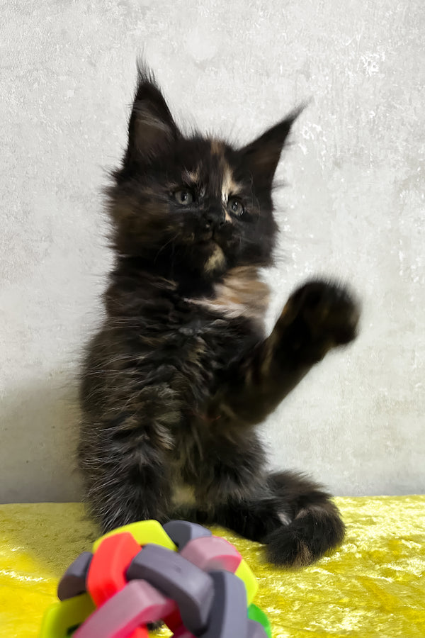 Nessy | Maine Coon Kitten