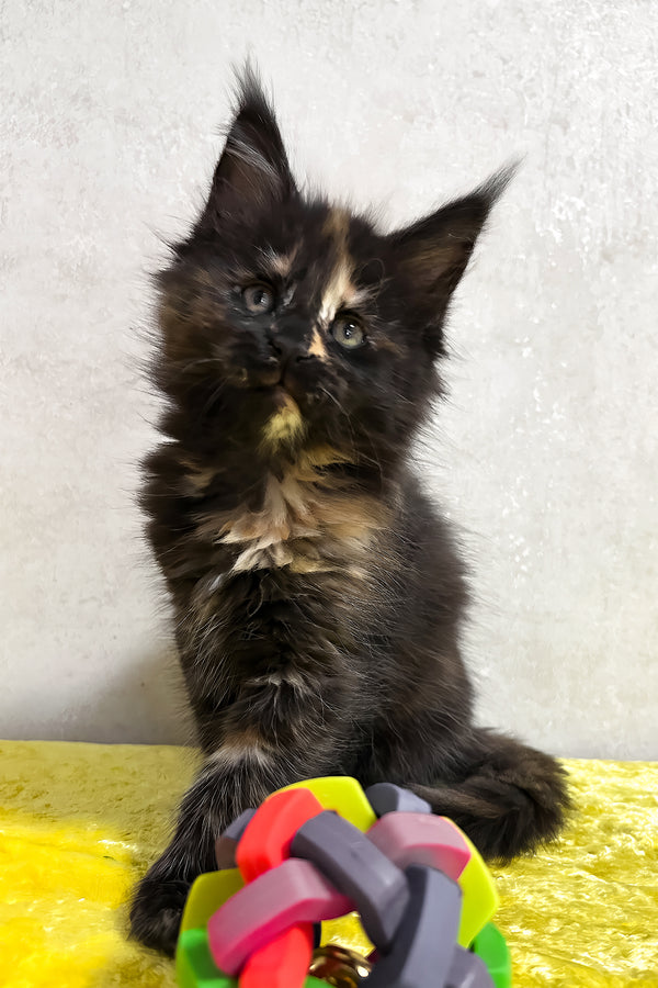 Nessy | Maine Coon Kitten