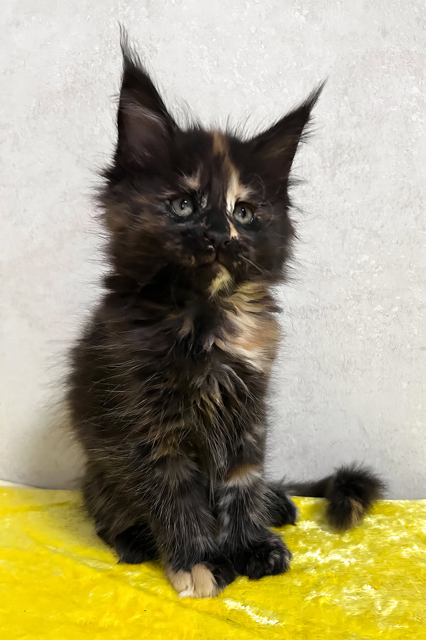 Nessy | Maine Coon Kitten