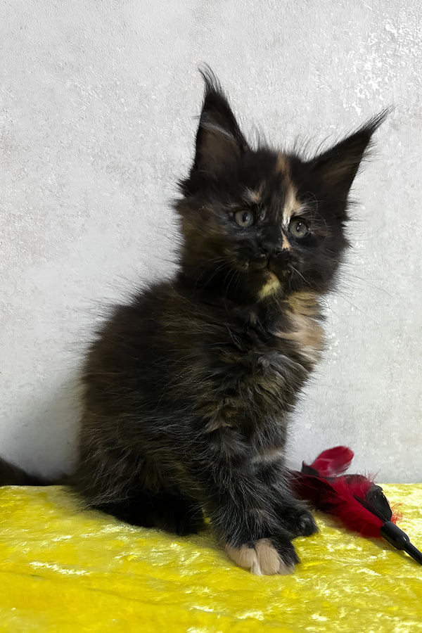 Nessy | Maine Coon Kitten