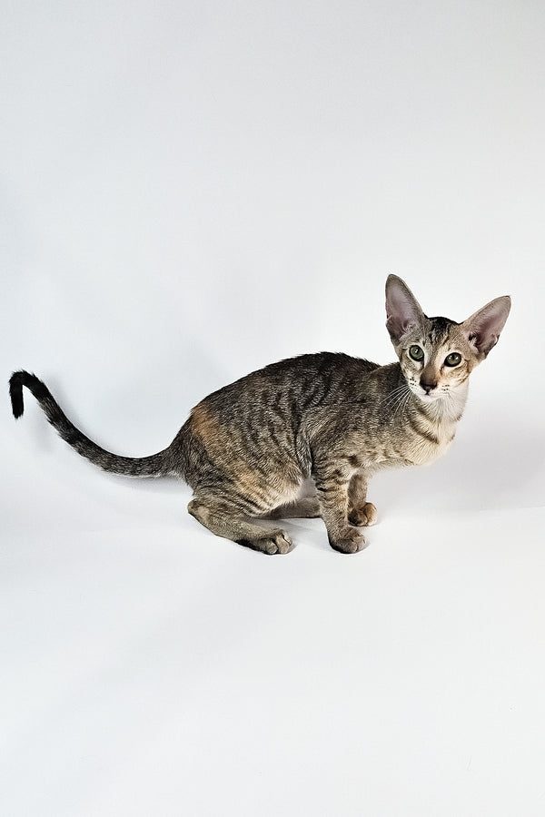 Nevada | Oriental Shorthair Kitten
