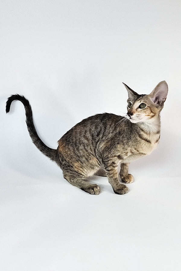 Nevada | Oriental Shorthair Kitten