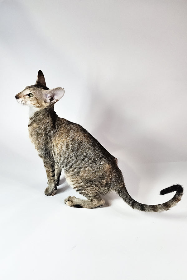 Nevada | Oriental Shorthair Kitten