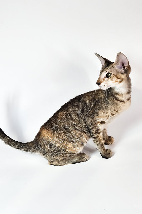 Nevada | Oriental Shorthair Kitten