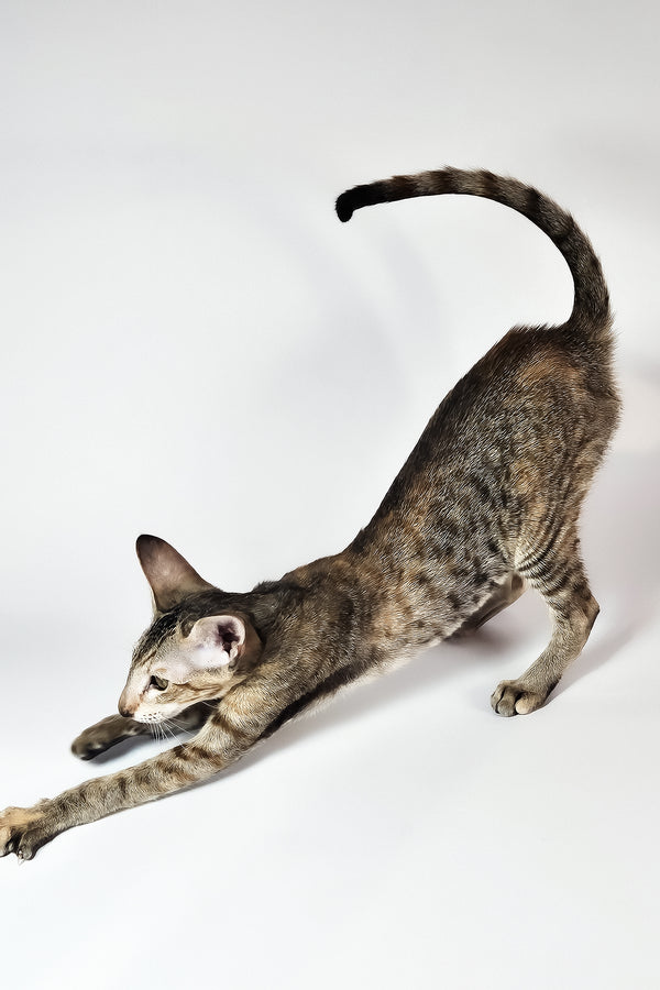 Nevada | Oriental Shorthair Kitten