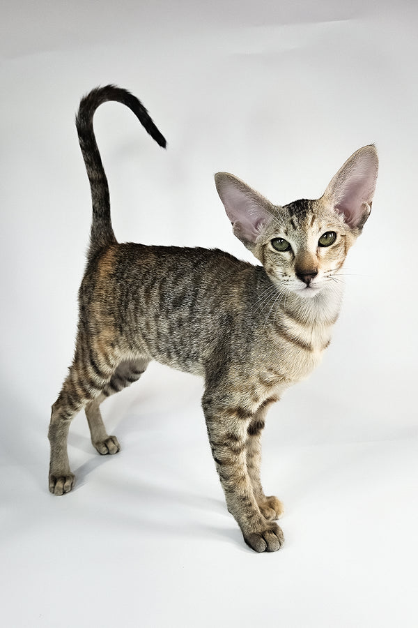 Nevada | Oriental Shorthair Kitten
