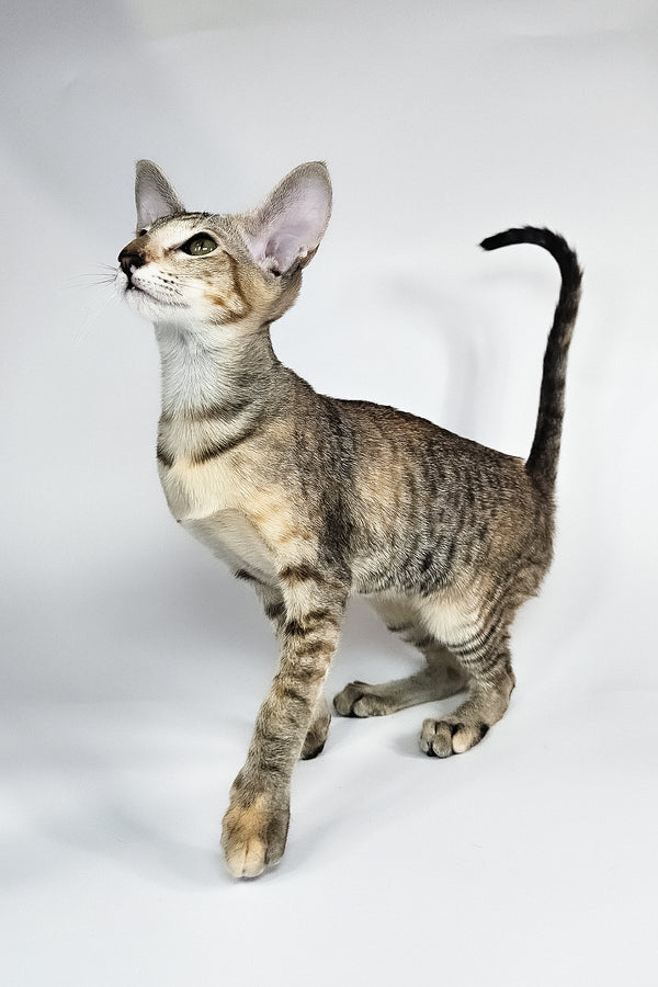 Nevada | Oriental Shorthair Kitten