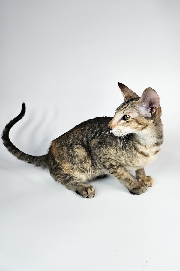 Nevada | Oriental Shorthair Kitten