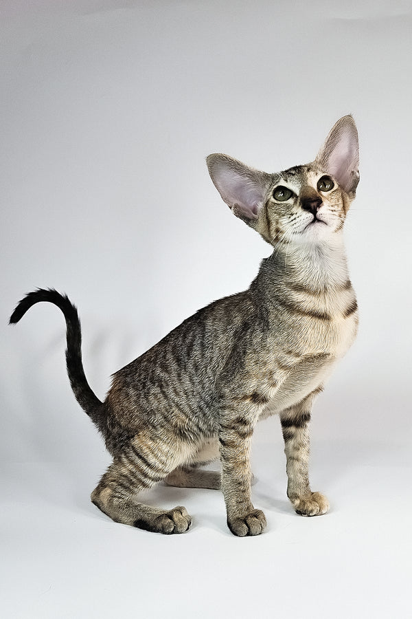 Nevada | Oriental Shorthair Kitten