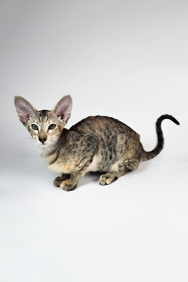 Nevada | Oriental Shorthair Kitten