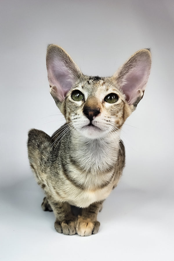 Nevada | Oriental Shorthair Kitten