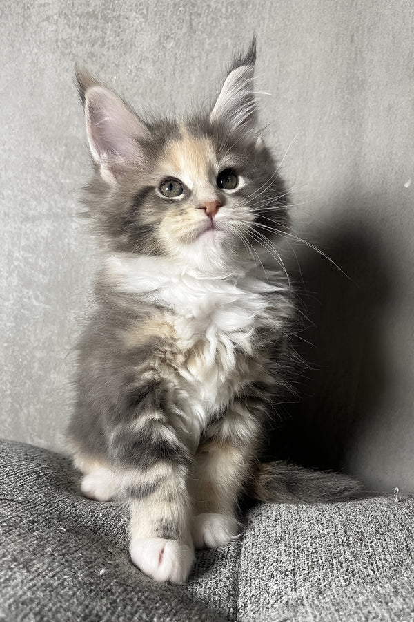 Nevada | Maine Coon Kitten