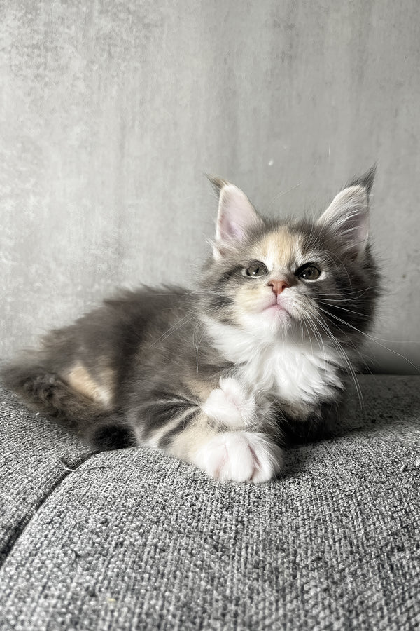 Nevada | Maine Coon Kitten