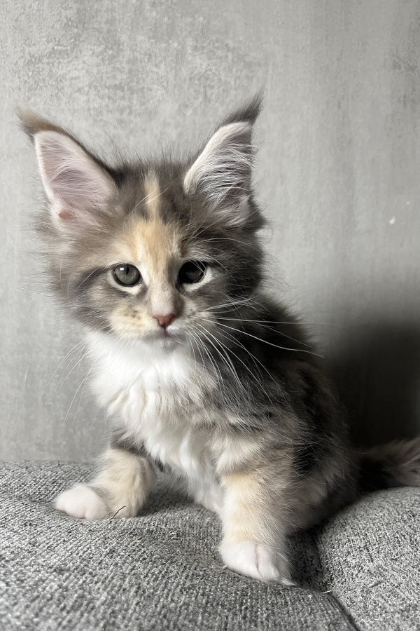 Nevada | Maine Coon Kitten