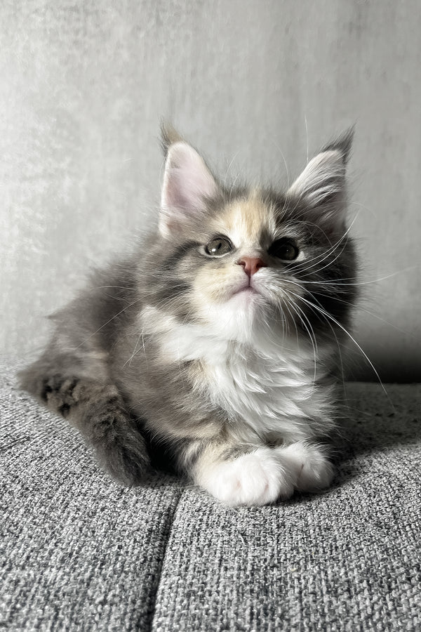 Nevada | Maine Coon Kitten