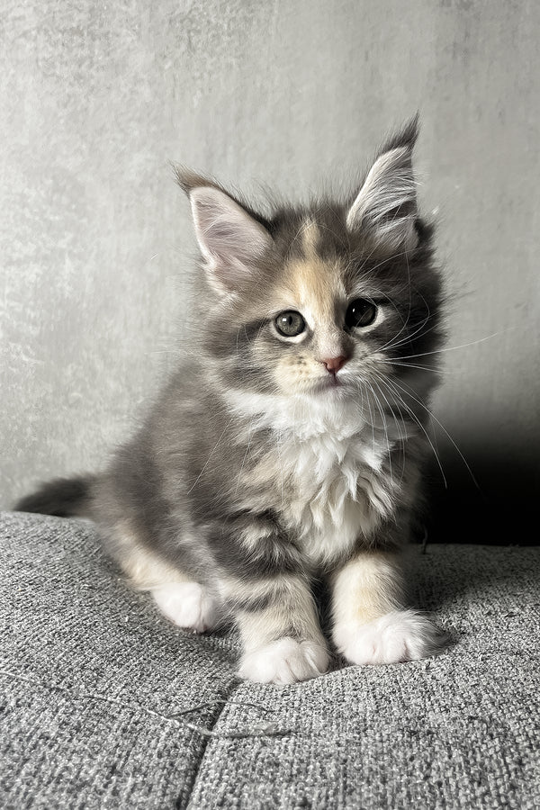 Nevada | Maine Coon Kitten