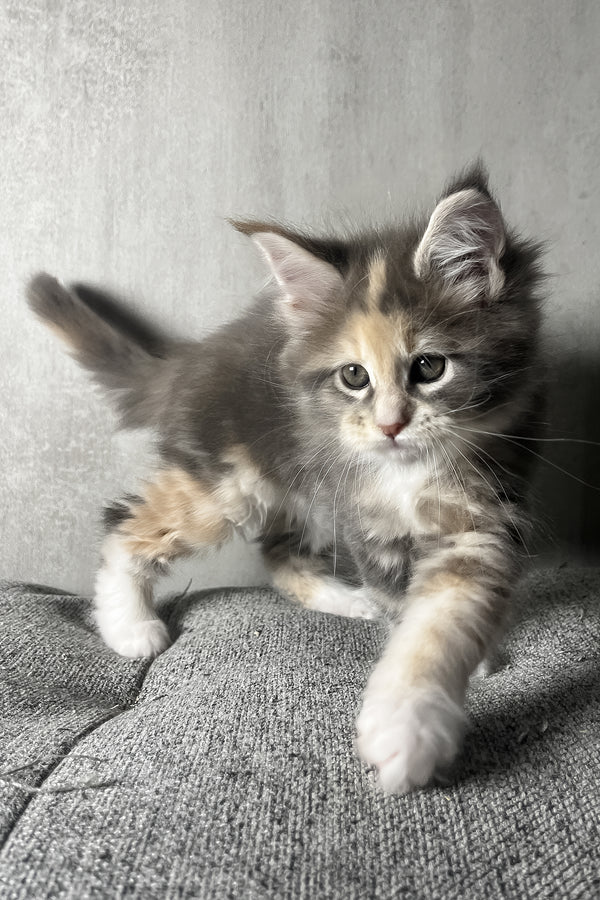 Nevada | Maine Coon Kitten