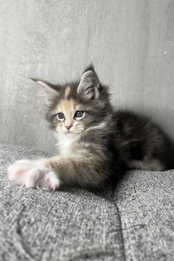 Nevada | Maine Coon Kitten