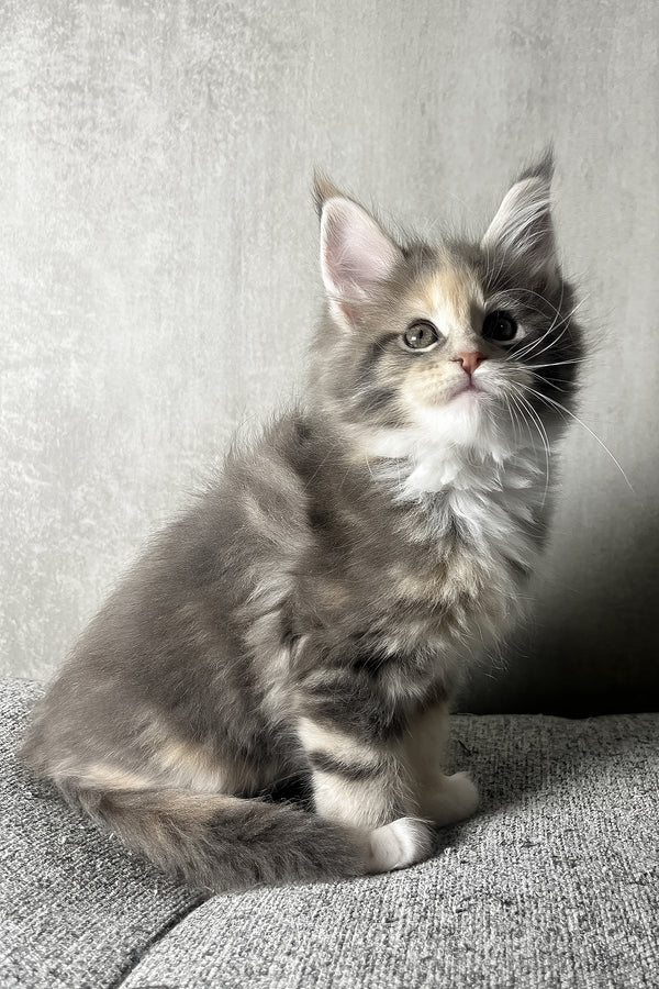 Nevada | Maine Coon Kitten