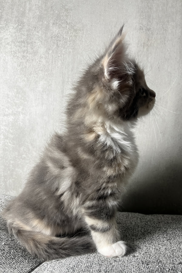 Nevada | Maine Coon Kitten