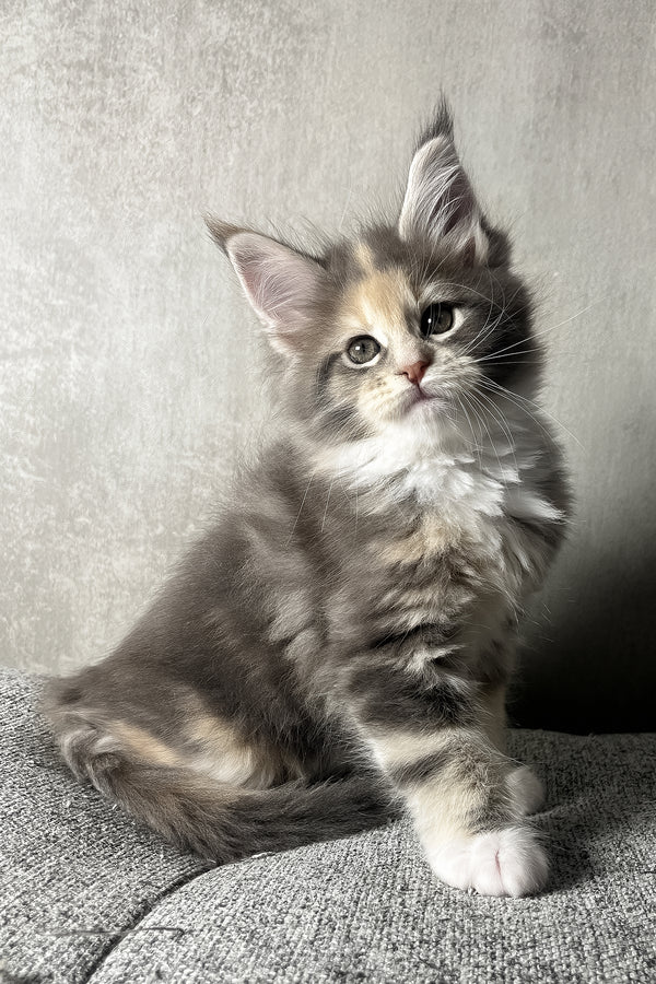 Nevada | Maine Coon Kitten