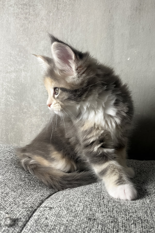 Nevada | Maine Coon Kitten