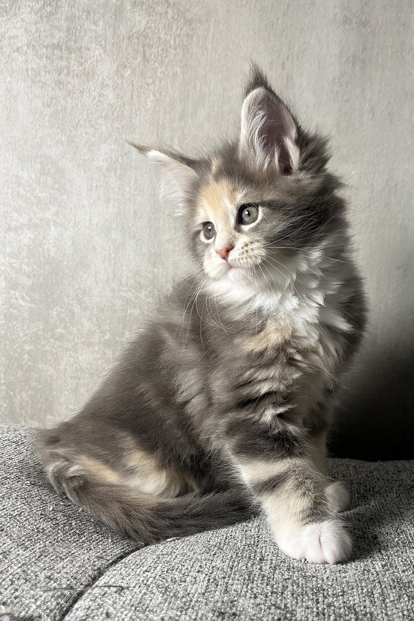 Nevada | Maine Coon Kitten