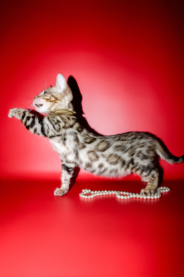 Nicolas | Bengal Kitten