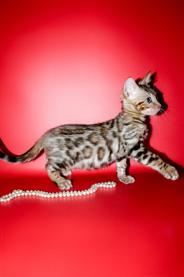 Nicolas | Bengal Kitten