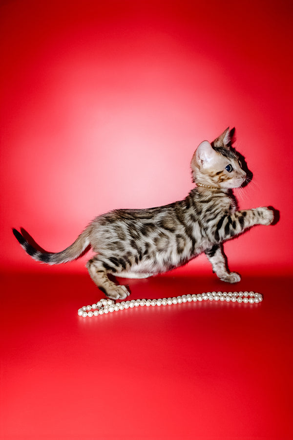Nicolas | Bengal Kitten