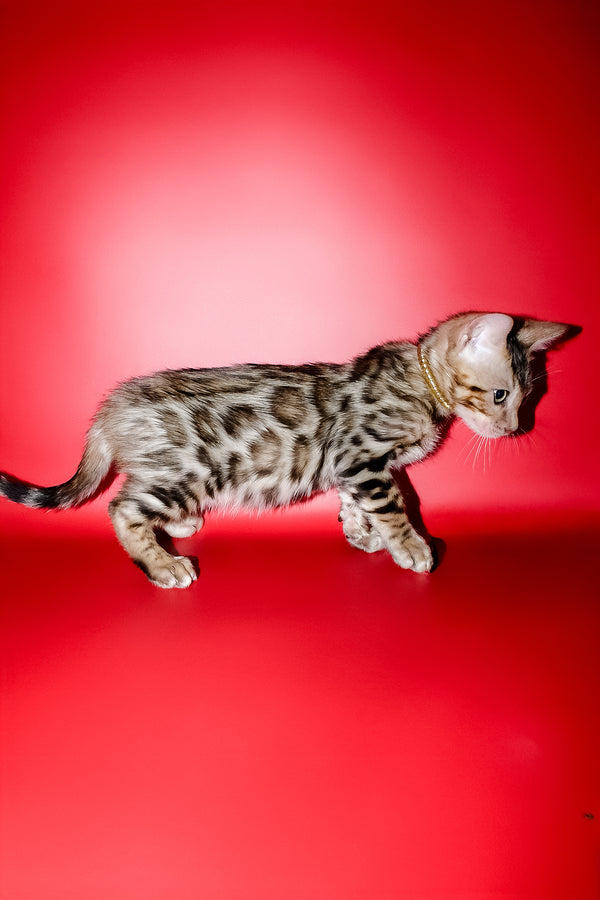 Nicolas | Bengal Kitten