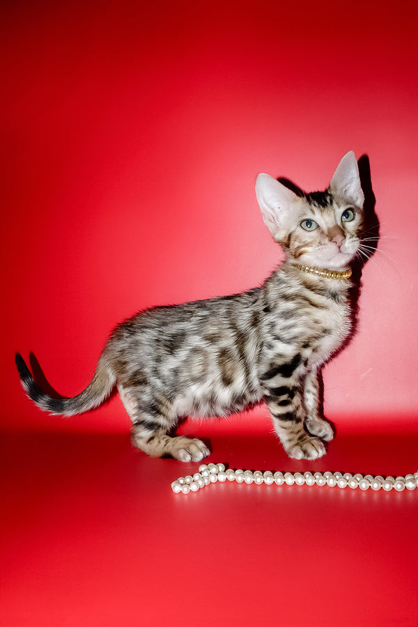 Nicolas | Bengal Kitten