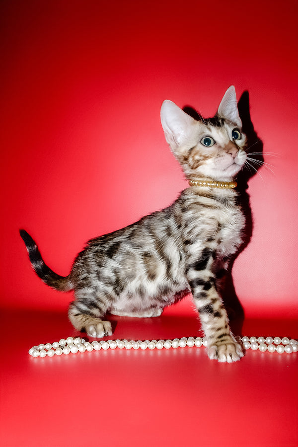 Nicolas | Bengal Kitten