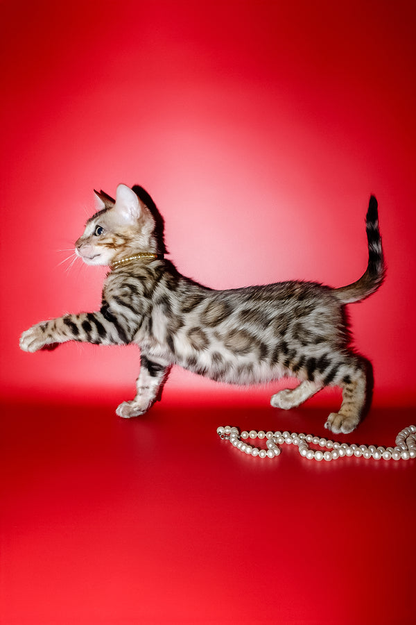 Nicolas | Bengal Kitten
