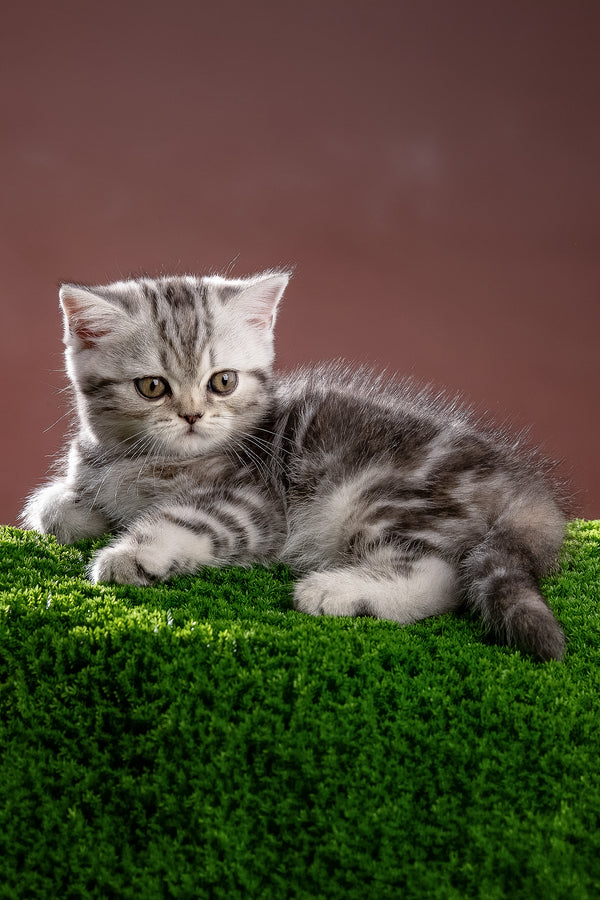 Nicole | Scottish Straight Kitten