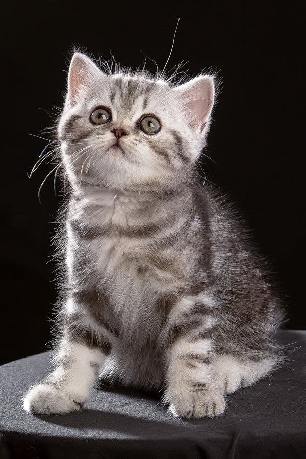 Nicole | Scottish Straight Kitten