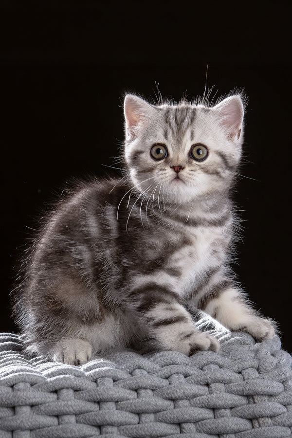 Nicole | Scottish Straight Kitten
