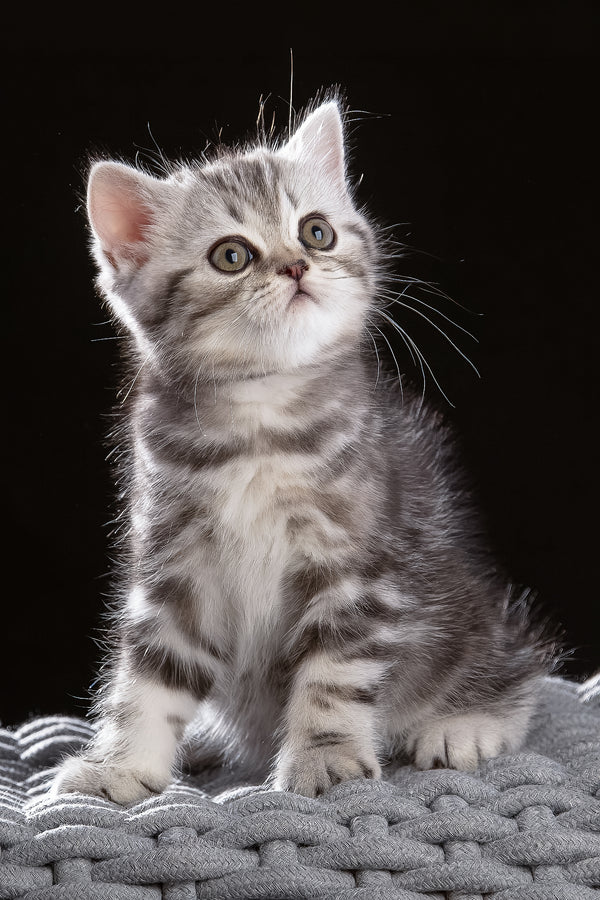 Nicole | Scottish Straight Kitten