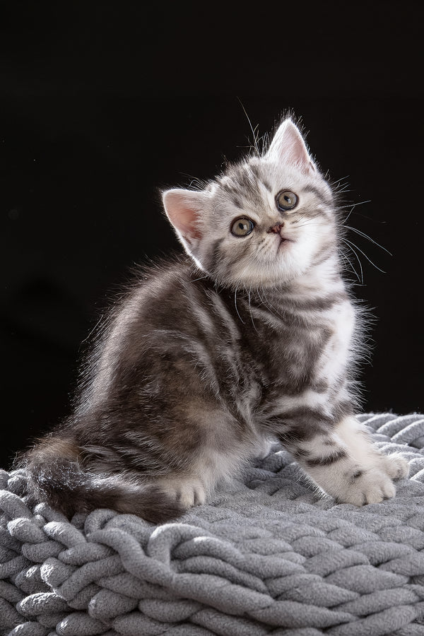 Nicole | Scottish Straight Kitten