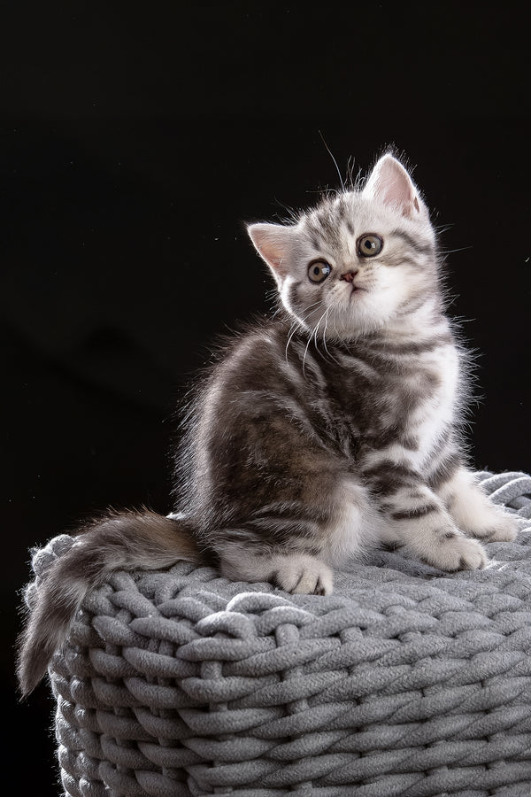 Nicole | Scottish Straight Kitten