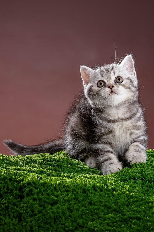 Nicole | Scottish Straight Kitten