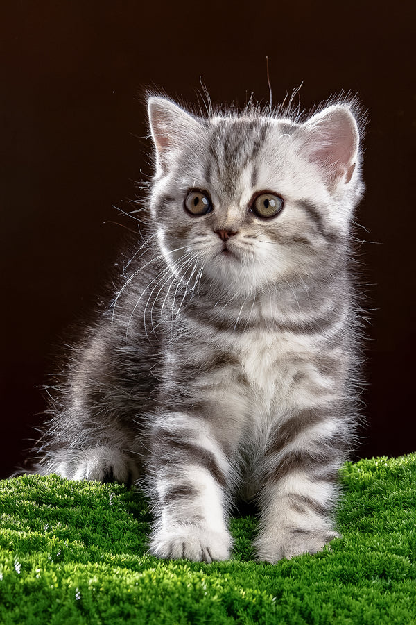 Nicole | Scottish Straight Kitten