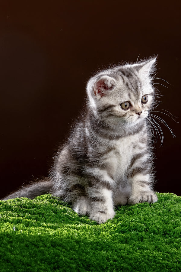 Nicole | Scottish Straight Kitten