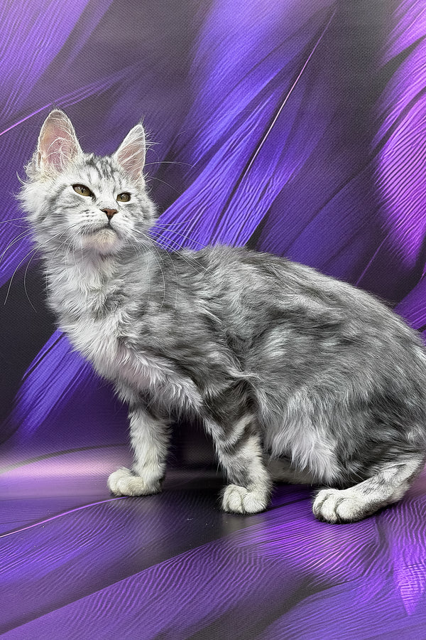 Nika | Maine Coon Kitten