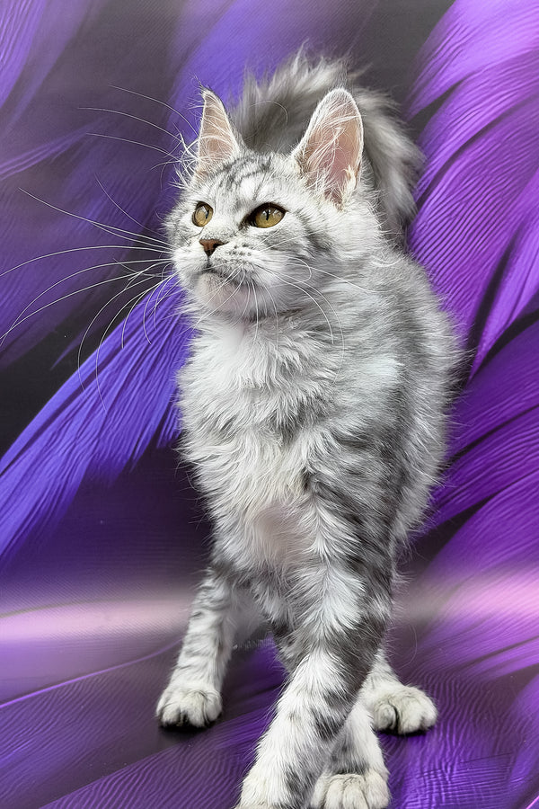 Nika | Maine Coon Kitten