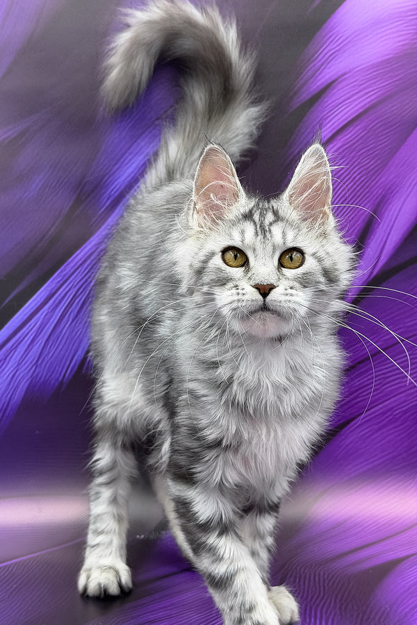 Nika | Maine Coon Kitten